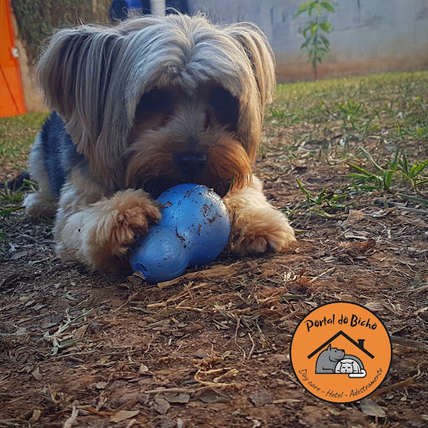 Foto 2 Portal do Bicho