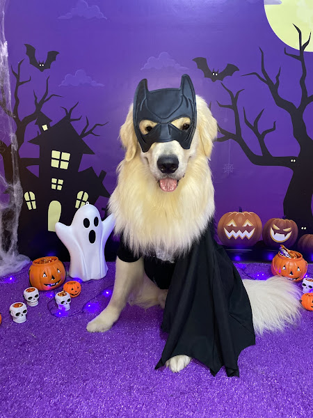 Foto 1 Lovvdog - Daycare e Hospedagem