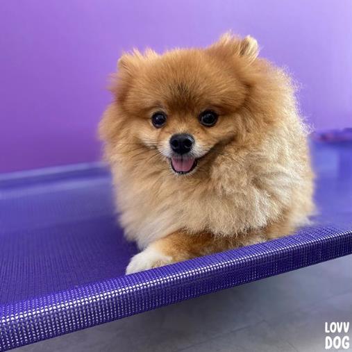 Foto 2 Lovvdog - Daycare e Hospedagem