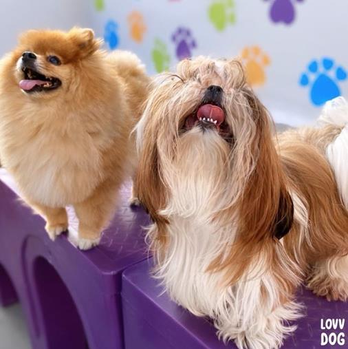 Foto 3 Lovvdog - Daycare e Hospedagem