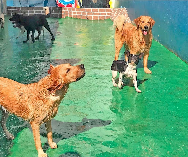 Foto 1 Hilton for Dogs - Hotel e Creche para Cães