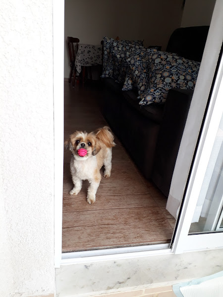 Foto 3 Hilton for Dogs - Hotel e Creche para Cães