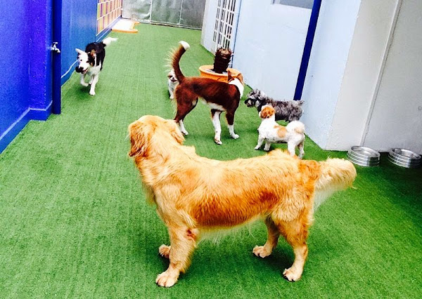 Foto 4 Hilton for Dogs - Hotel e Creche para Cães