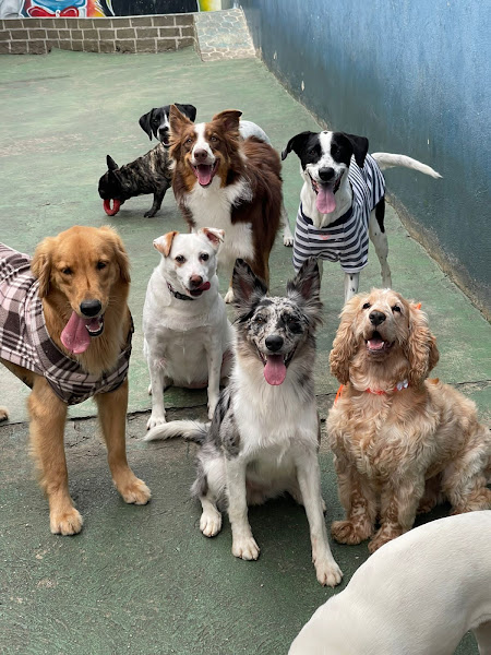 Foto 5 Hilton for Dogs - Hotel e Creche para Cães