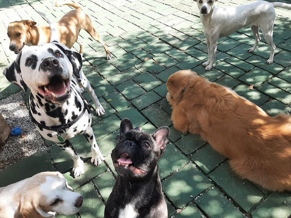 Creche & Hotel 4 Patas