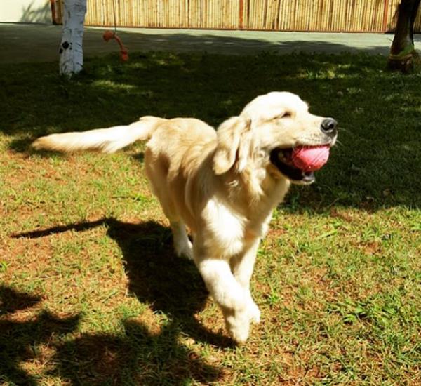 Foto 1 Creche & Hotel 4 Patas