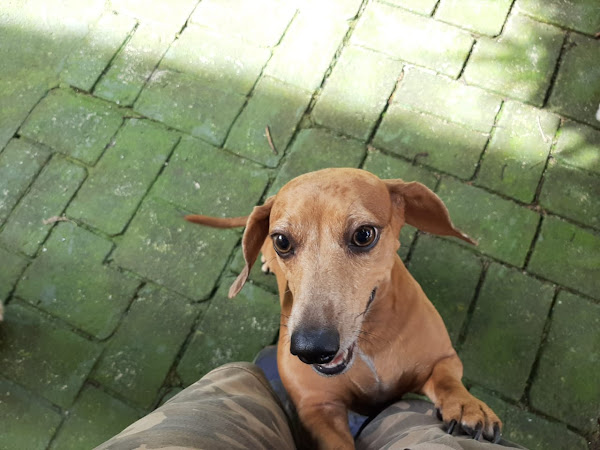 Foto 2 Creche & Hotel 4 Patas