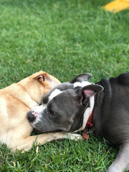 Foto 2 Estilo Dog Educação Canina | Santos