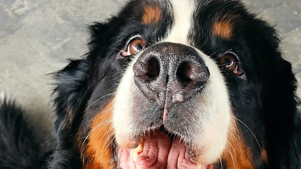 Dog House Vila Olímpia