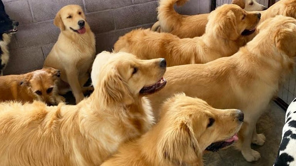 Foto 1 Dog House Vila Olímpia