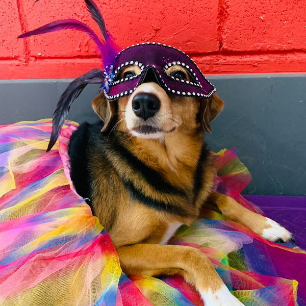 Foto 2 Dog House Vila Olímpia