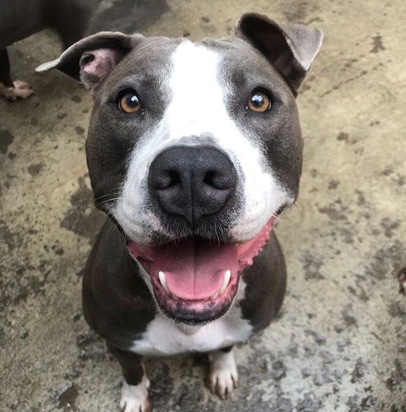 Foto 3 Dog House Vila Olímpia