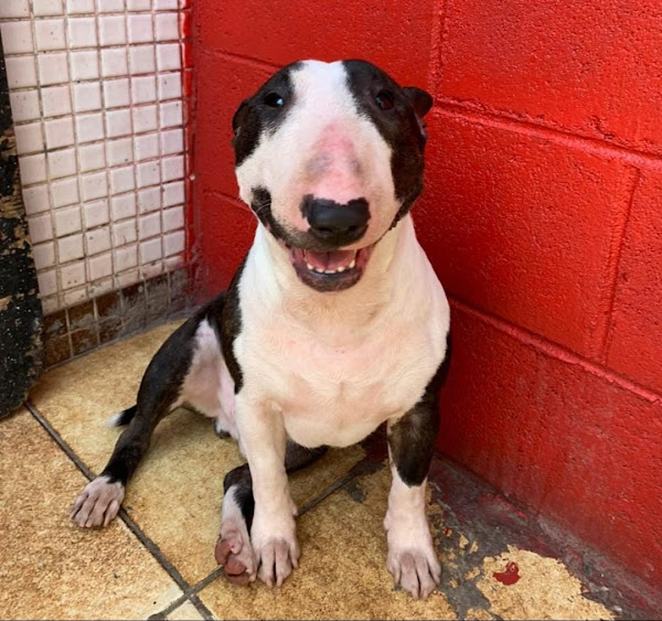 Foto 4 Dog House Vila Olímpia