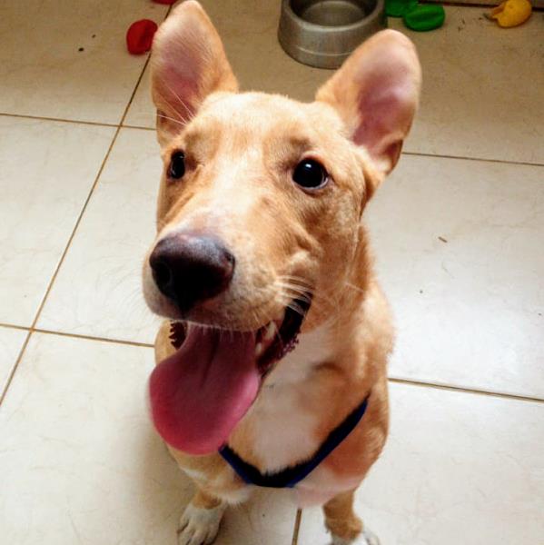 Foto 5 Dog House Vila Olímpia