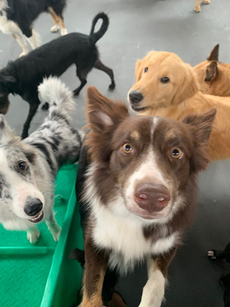 Foto 6 Dog House Vila Olímpia