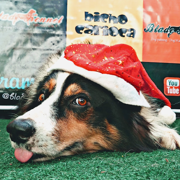 Foto 2 BK Adestramento e Hospedagem de cães