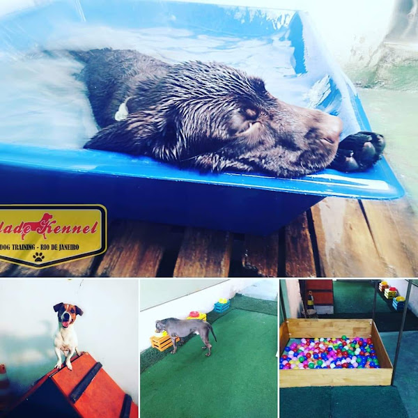 Foto 3 BK Adestramento e Hospedagem de cães