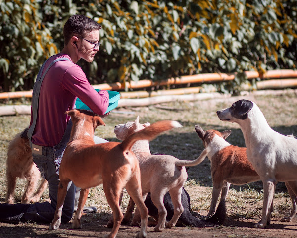 Foto 1 CT EducaCão Adestramento e Hospedagem de Cães