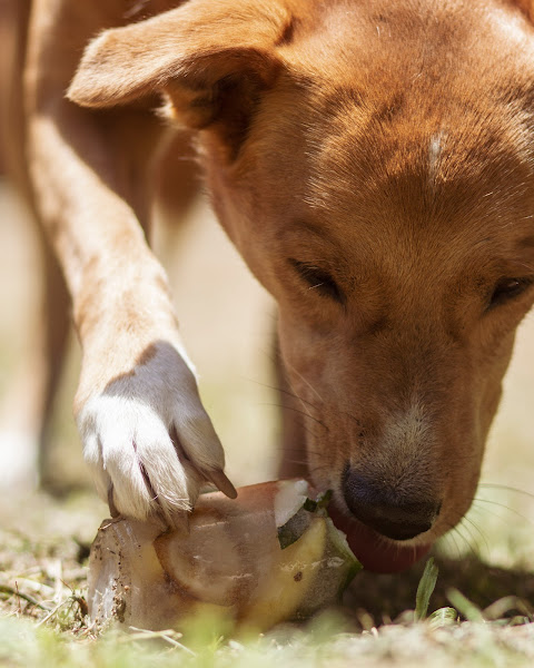 Foto 2 CT EducaCão Adestramento e Hospedagem de Cães