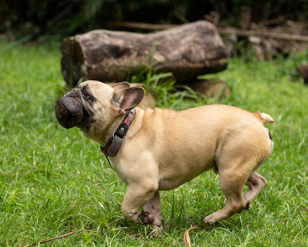 Foto 3 CT EducaCão Adestramento e Hospedagem de Cães