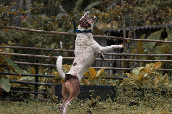 Foto 4 CT EducaCão Adestramento e Hospedagem de Cães