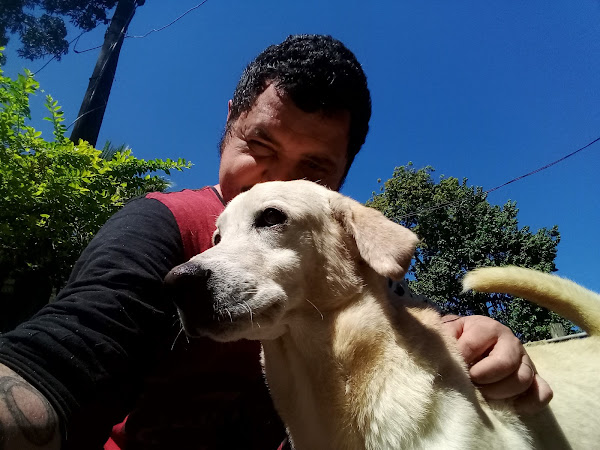 Foto 5 CT EducaCão Adestramento e Hospedagem de Cães