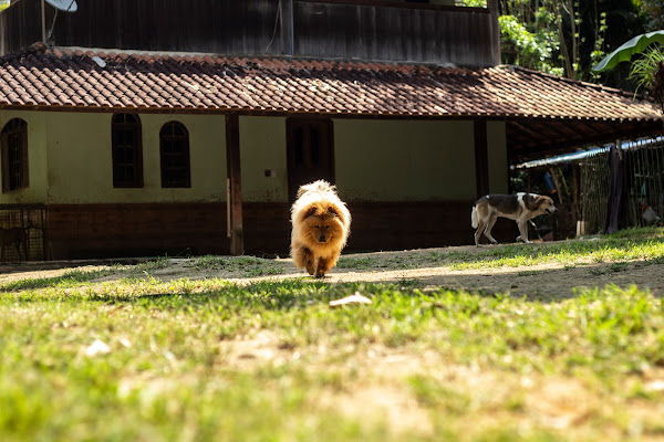 Foto 6 CT EducaCão Adestramento e Hospedagem de Cães