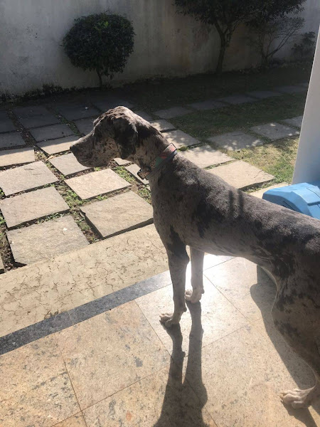 Foto 1 Bichos, Câmera Ação