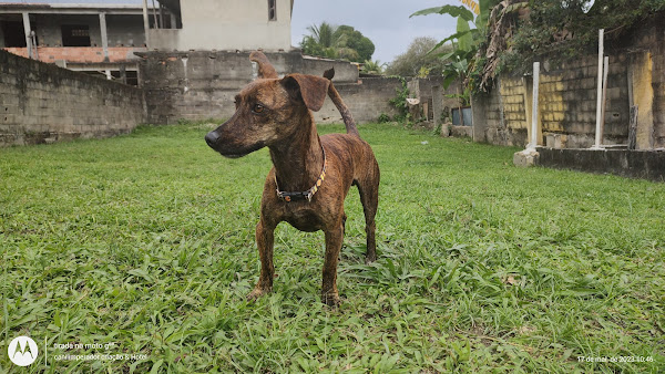 HOTEL PARA CAES NO RIO DE JANEIRO