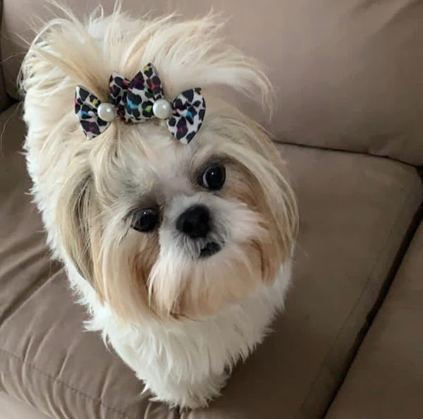 Foto 1 HOTEL PARA CAES NO RIO DE JANEIRO