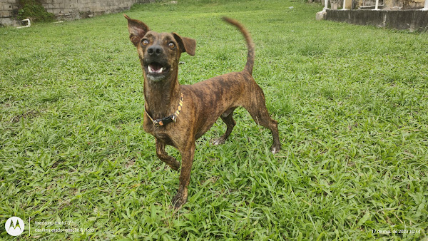 Foto 2 HOTEL PARA CAES NO RIO DE JANEIRO