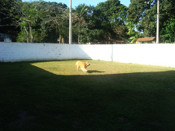 Foto 3 HOTEL PARA CAES NO RIO DE JANEIRO