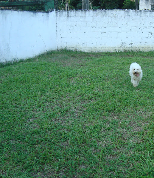 Foto 4 HOTEL PARA CAES NO RIO DE JANEIRO