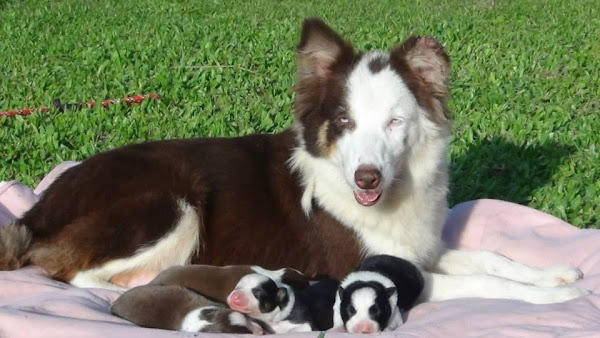 Brigada Veneno - hospedagem para cachorro, hotel pet
