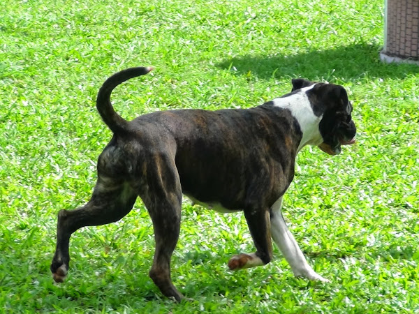 Foto 1 Brigada Veneno - hospedagem para cachorro, hotel pet