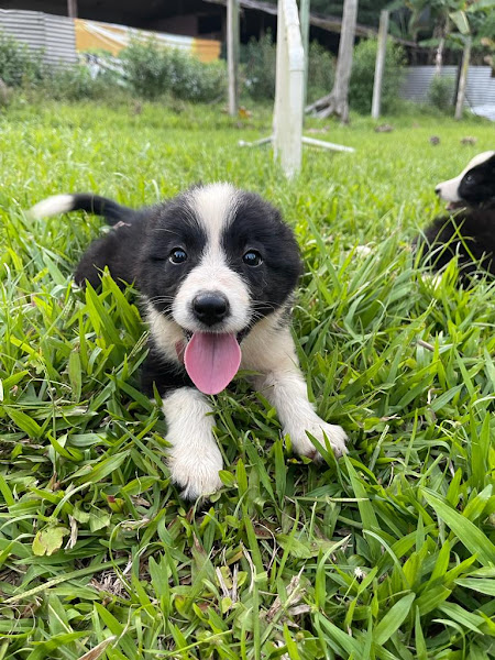 Foto 2 Brigada Veneno - hospedagem para cachorro, hotel pet