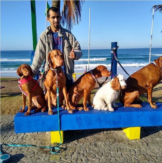 Creche Para Cães Barra Da Tijuca