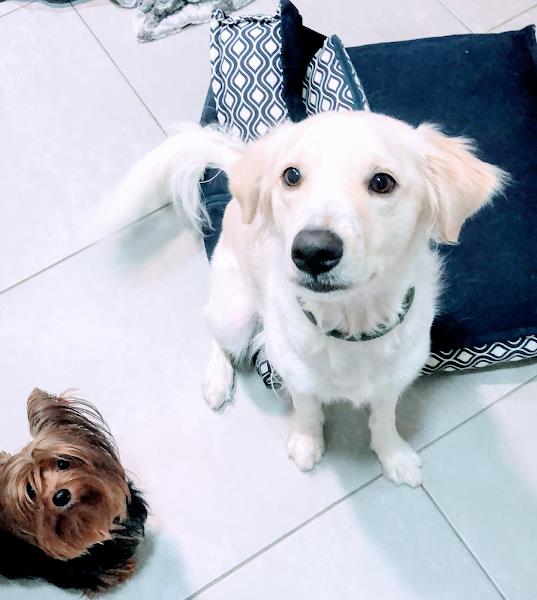 Foto 1 Casínea dos Pets