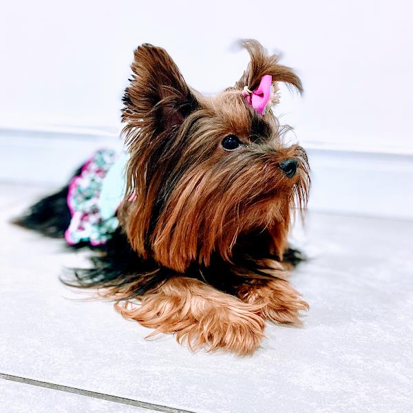 Foto 2 Casínea dos Pets