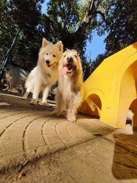 Foto 3 Riopet Gávea