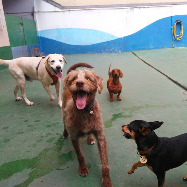 Foto 1 Território Pet