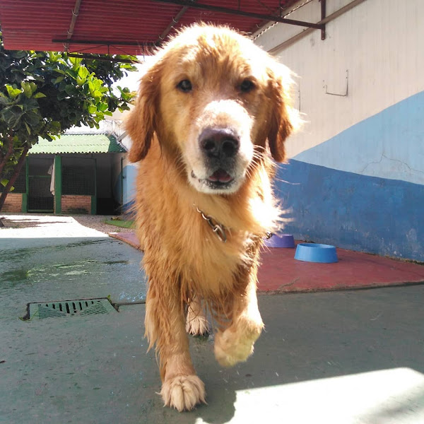 Foto 2 Território Pet