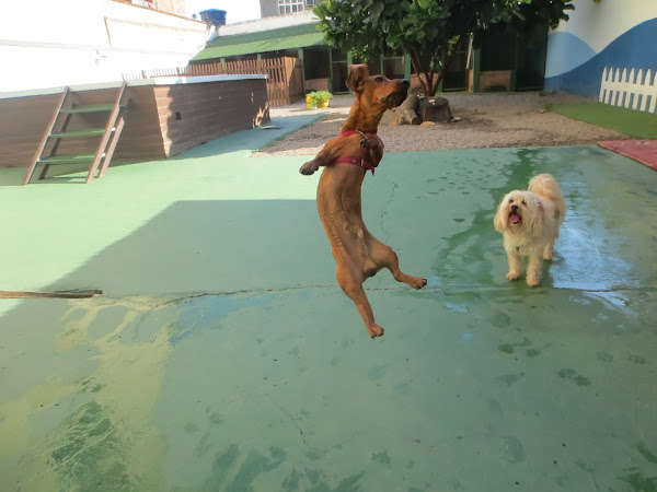 Foto 3 Território Pet