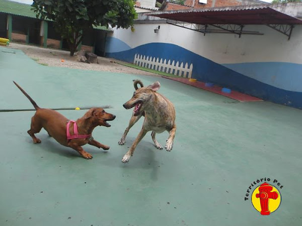 Foto 4 Território Pet