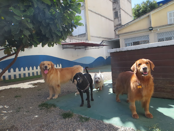 Foto 5 Território Pet