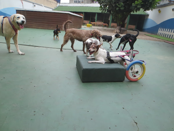 Foto 6 Território Pet