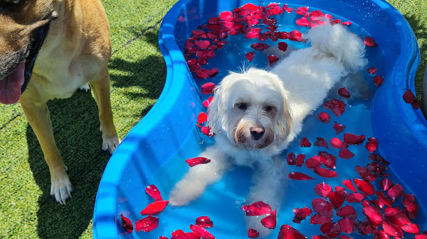 Hotel Doglar Hotel Doglar