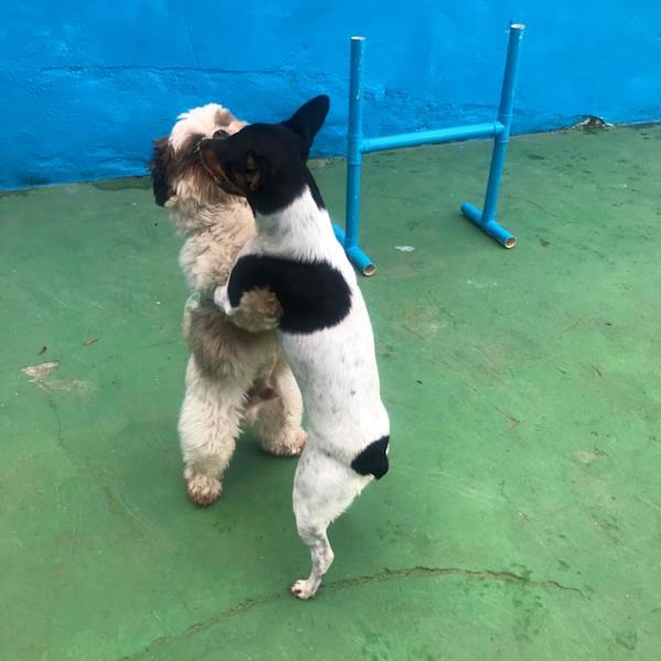 Foto 5 DogOne Foto 5 DogOne