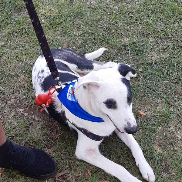 Low cost hotel canino