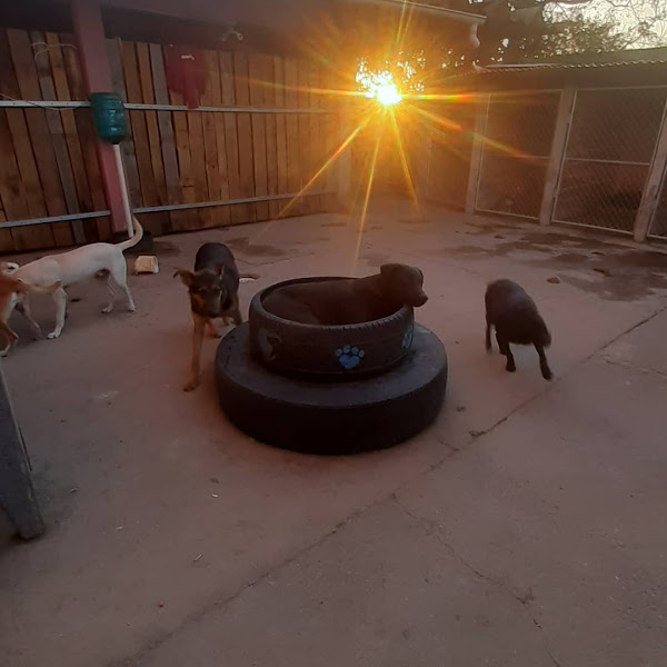 Foto 1 Low cost hotel canino